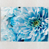 Personalized Canvas Blue Chrysanthemum