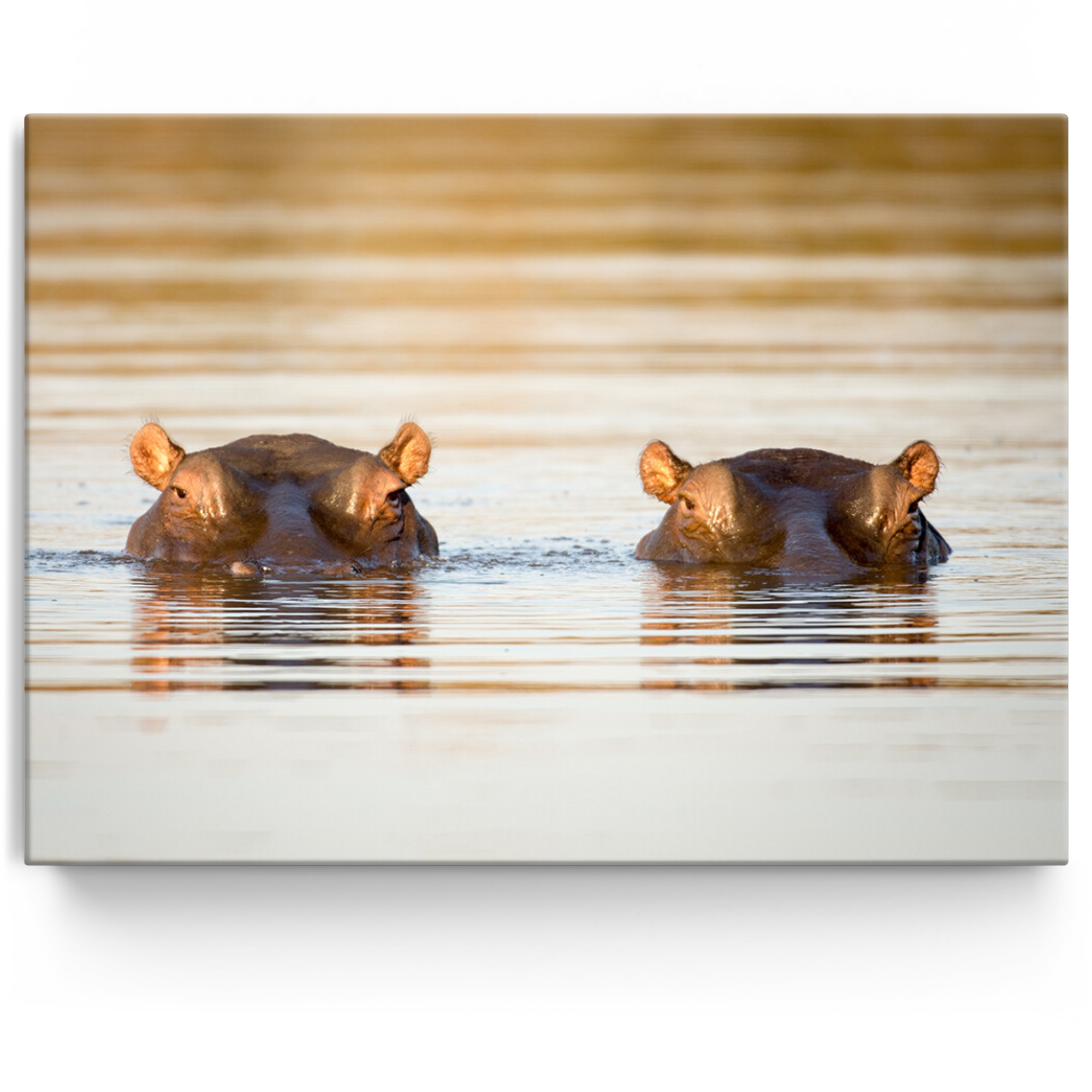 Toile personnalisée Parc national de Kruger : Hippopotame