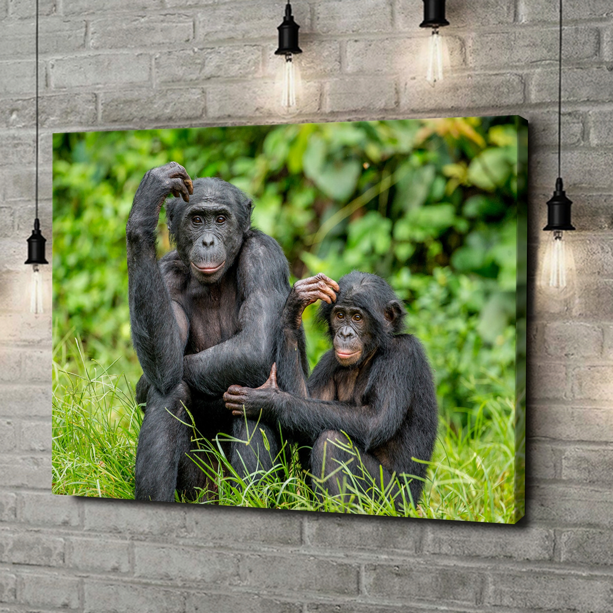 Toile Cadeau Bonobo au Congo