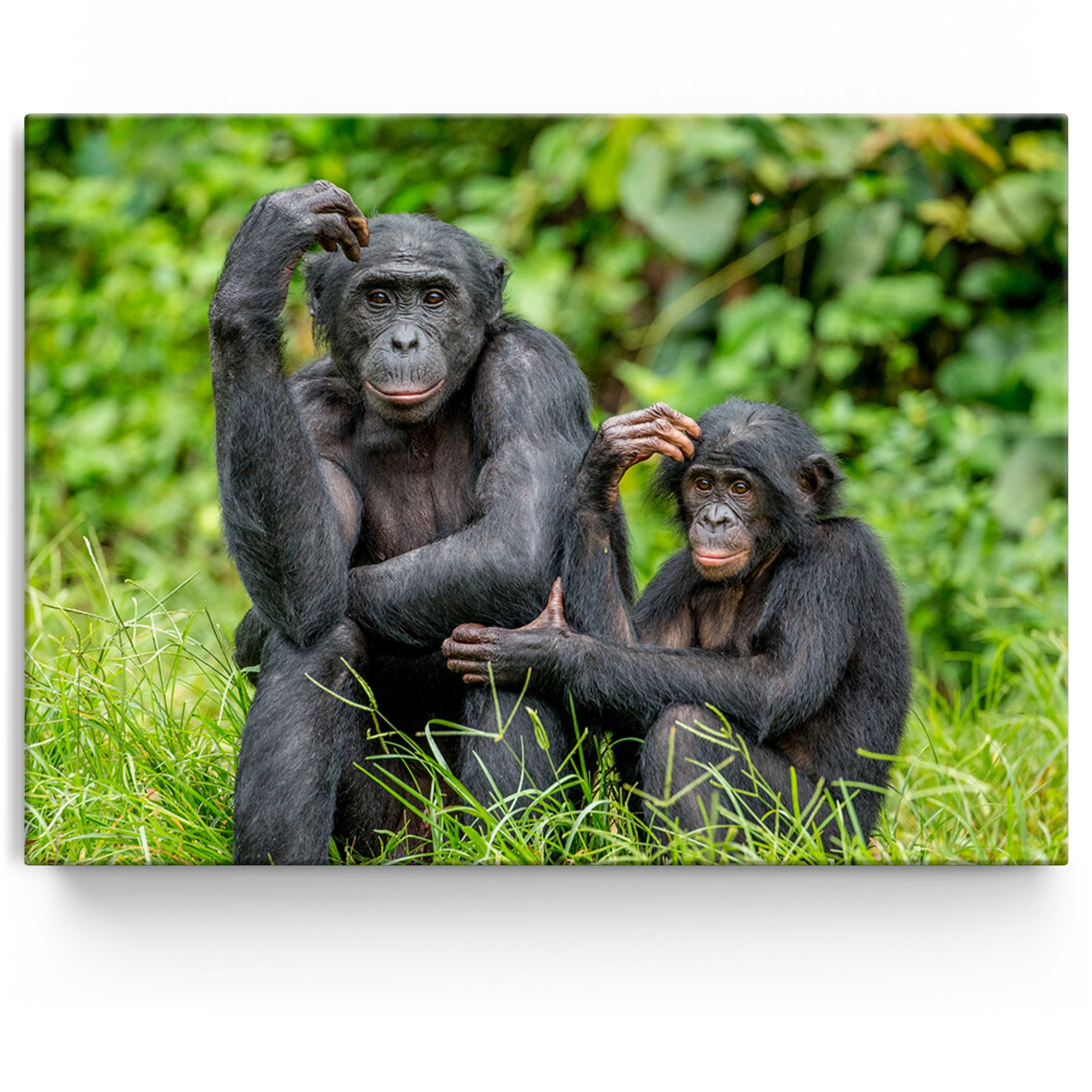 Toile personnalisée Bonobo au Congo