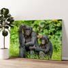 Impression sur toile personnalisée Bonobo au Congo
