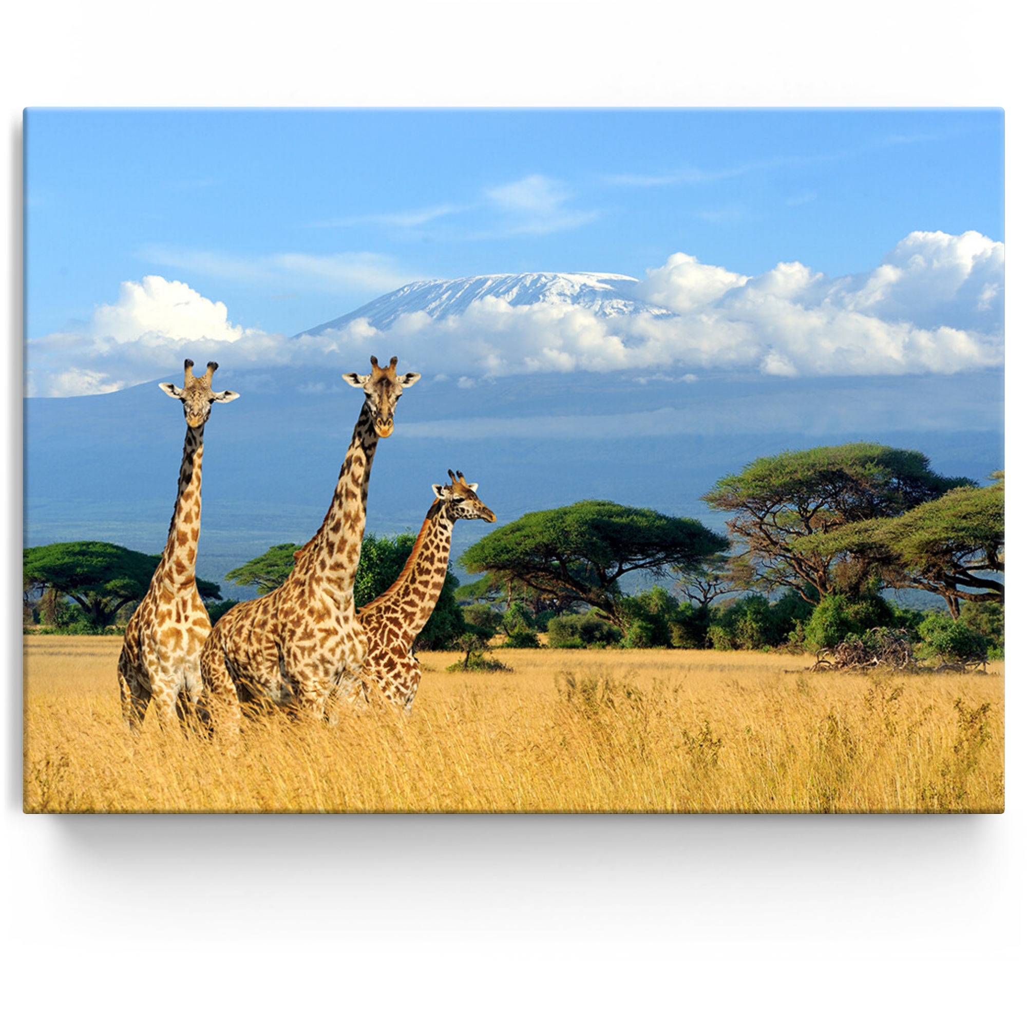 Toile personnalisée Girafes devant le Kilimandjaro