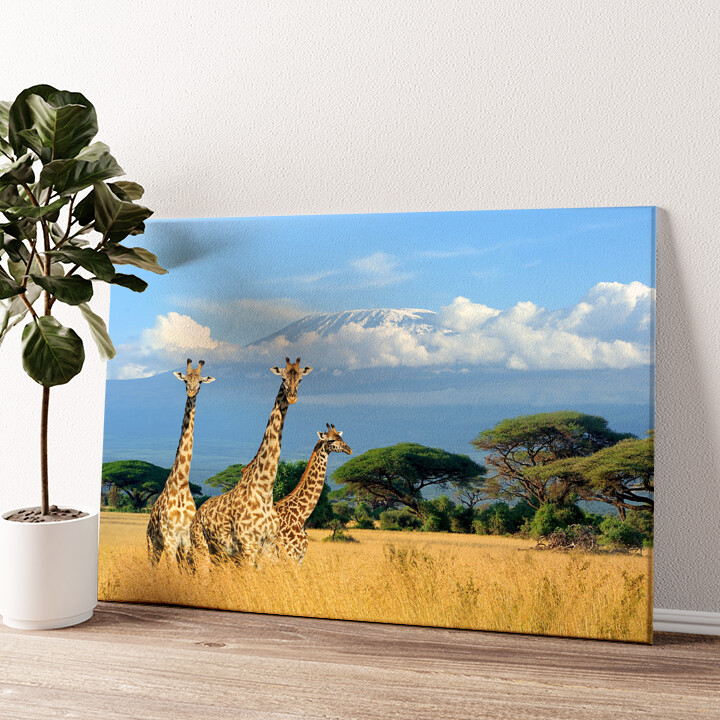 Impression sur toile personnalisée Girafes devant le Kilimandjaro