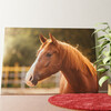 Portrait de cheval Murale personnalisée