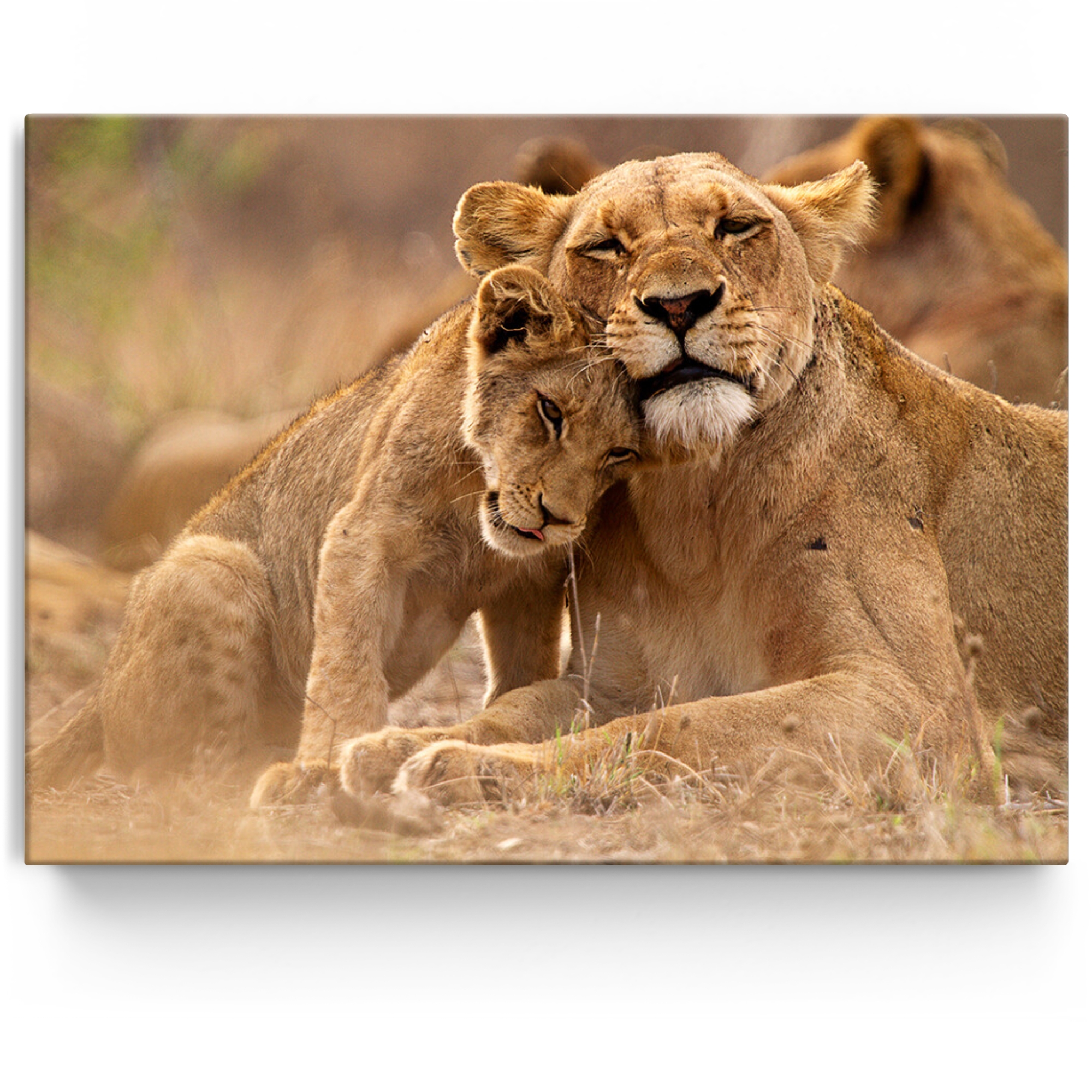 Toile personnalisée Parc national Kruger : lion, mère et enfant