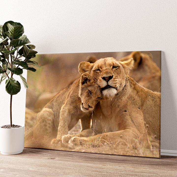 Impression sur toile personnalisée Parc national Kruger : lion, mère et enfant