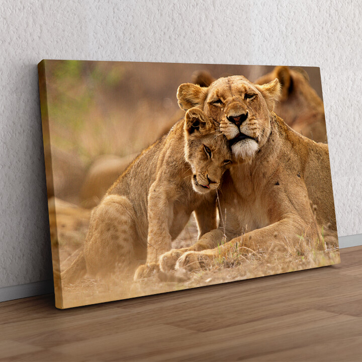Cadeau personnalisé Parc national Kruger : lion, mère et enfant