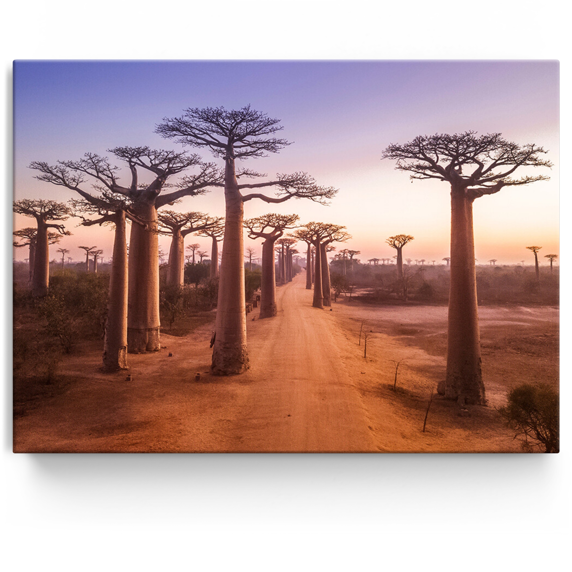 Toile personnalisée Baobabs au Madagascar