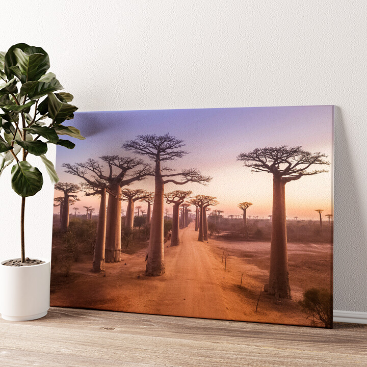 Impression sur toile personnalisée Baobabs au Madagascar