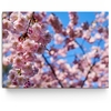 Toile personnalisée Fleur de cerisier