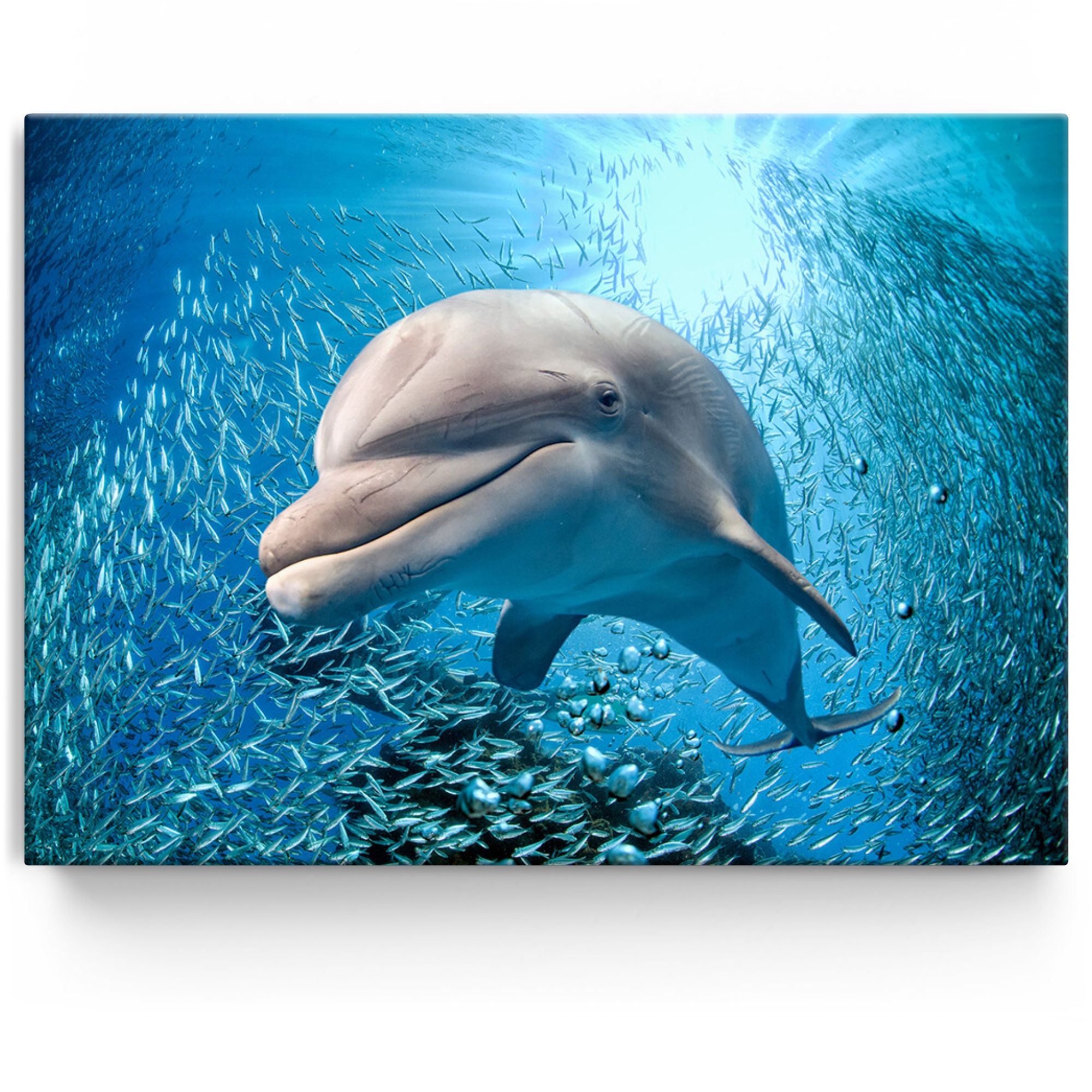 Gepersonaliseerde Canvas Dolfijn in de zee