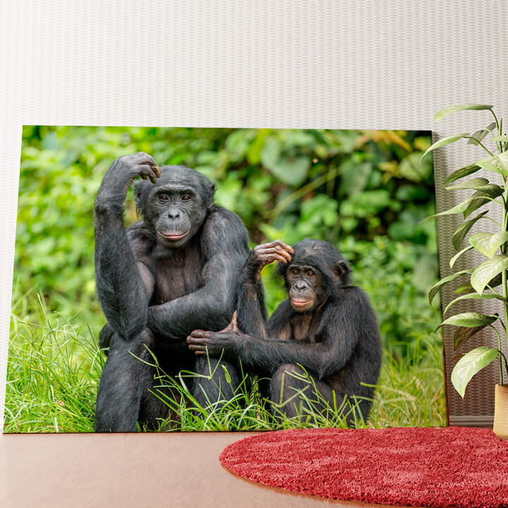 Bonobo in Congo Gepersonaliseerde muurschildering