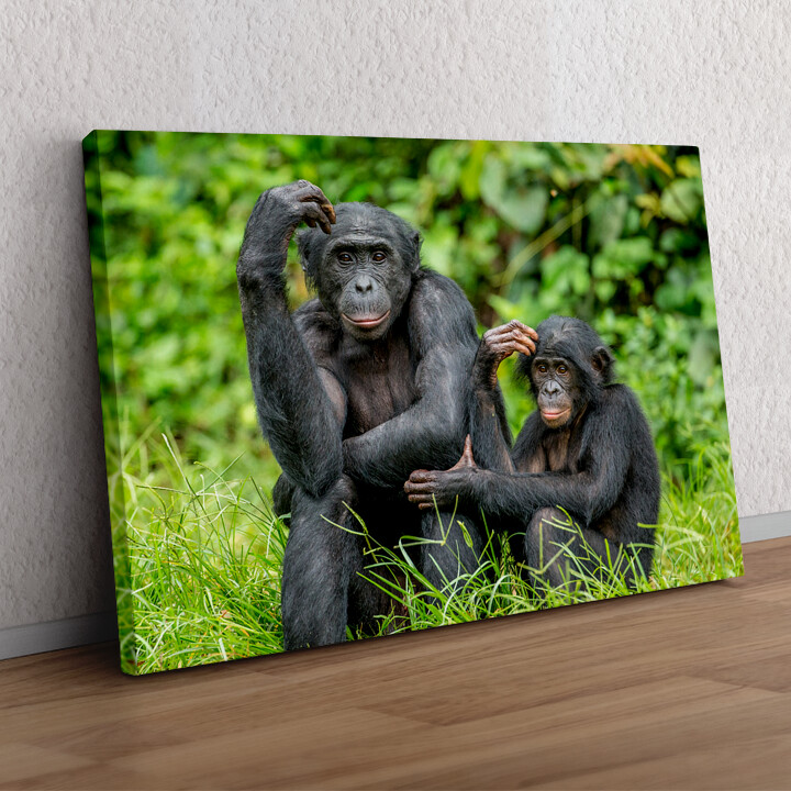 Personaliseerbaar cadeau Bonobo in Congo