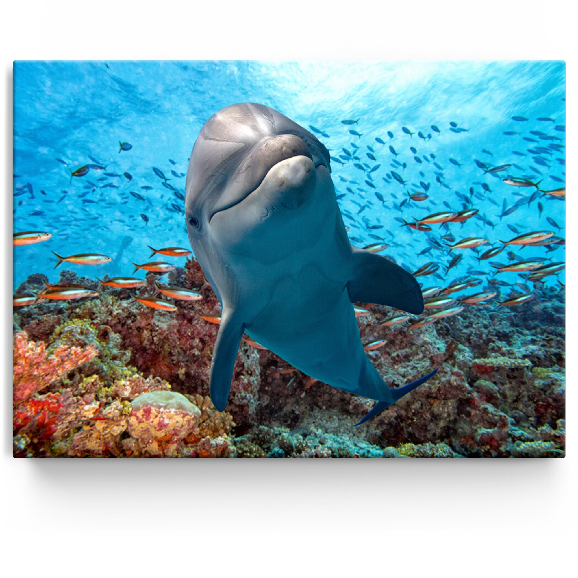 Gepersonaliseerde Canvas Dolfijn in het koraalrif
