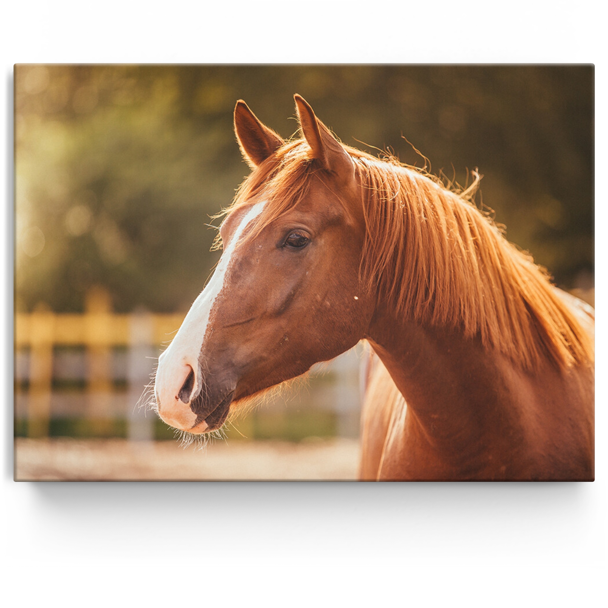 Gepersonaliseerde Canvas Paard portret