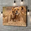 Canvas Cadeau Leeuwenmoeder en welp in Kruger National Park