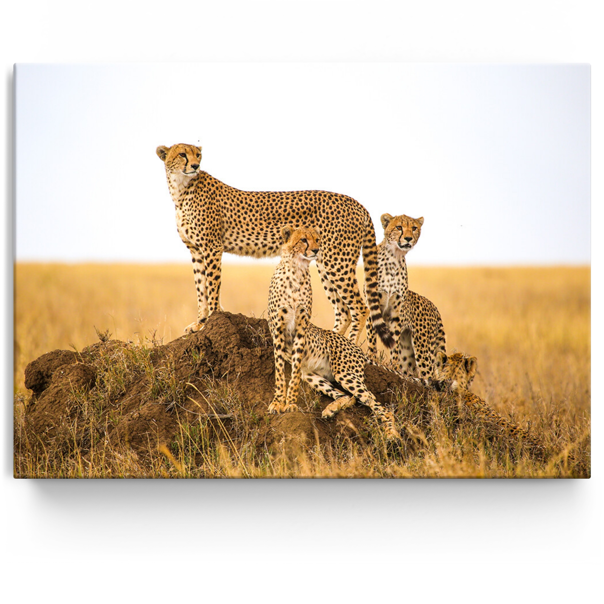 Gepersonaliseerde Canvas Cheetah Serengeti