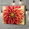Canvas Cadeau Rode chrysant