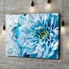 Canvas Cadeau Blauwe chrysant