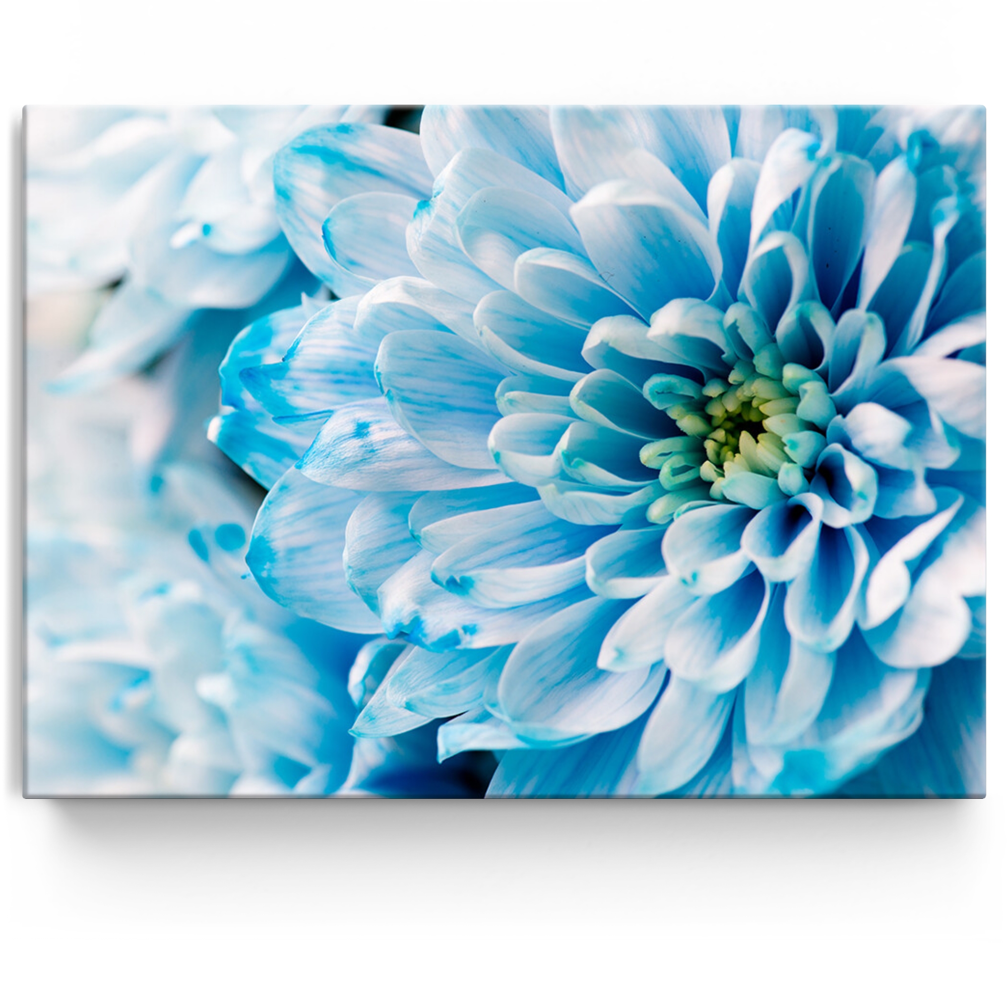 Gepersonaliseerde Canvas Blauwe chrysant