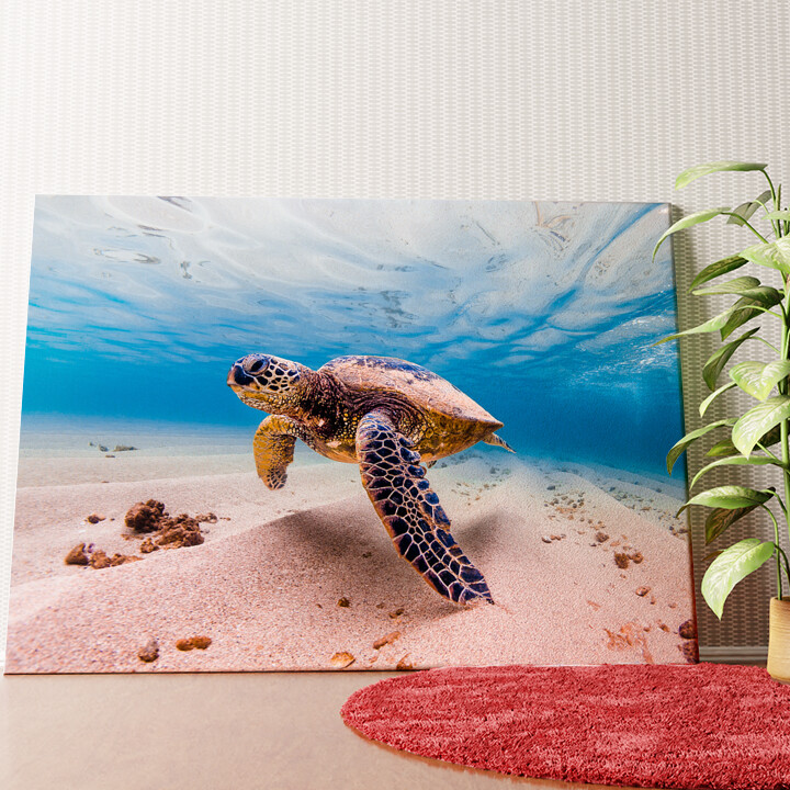 Schildpad in de zee Gepersonaliseerde muurschildering