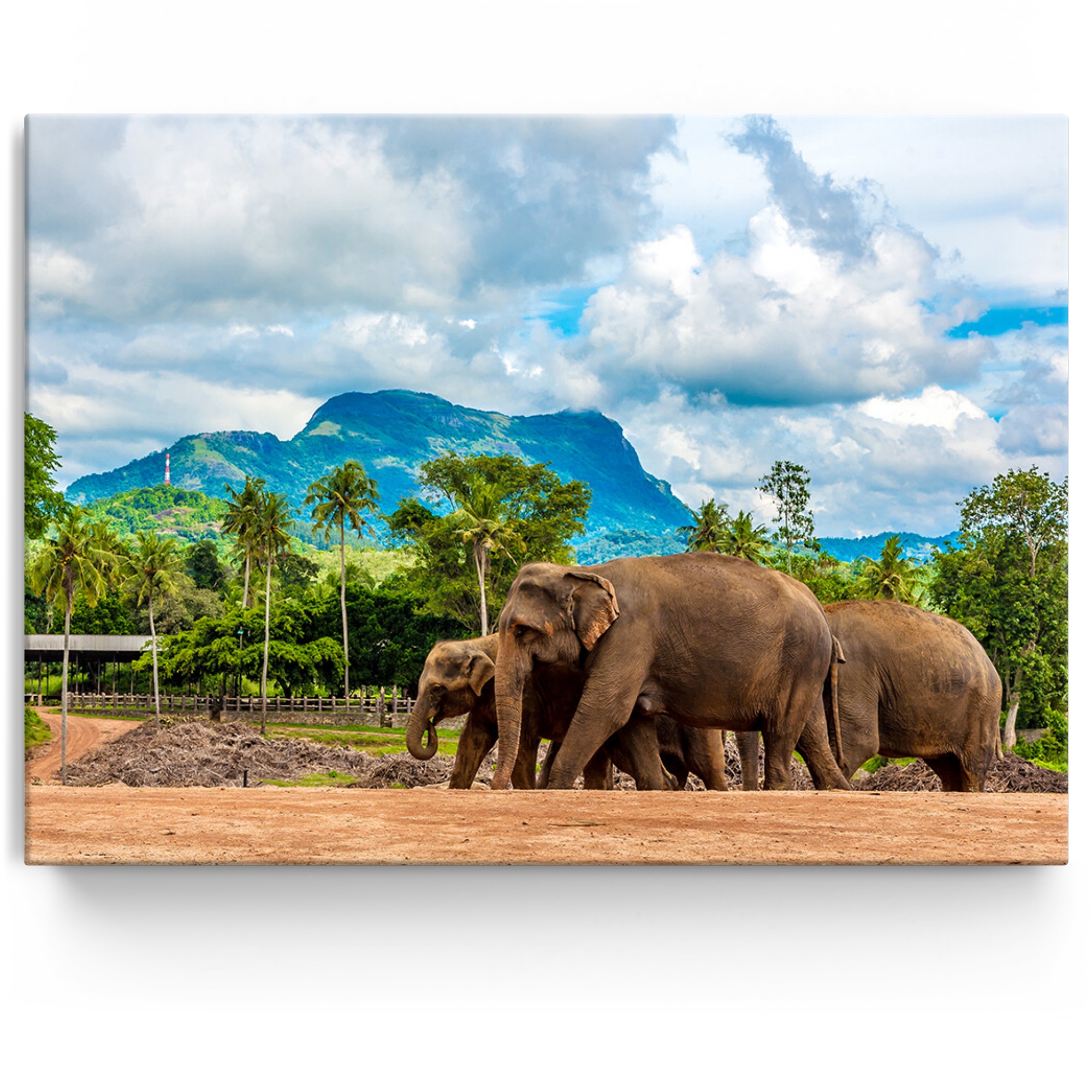Gepersonaliseerde Canvas Olifanten in Sri Lanka