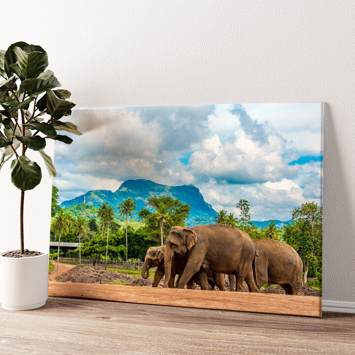Gepersonaliseerde canvas print Olifanten in Sri Lanka